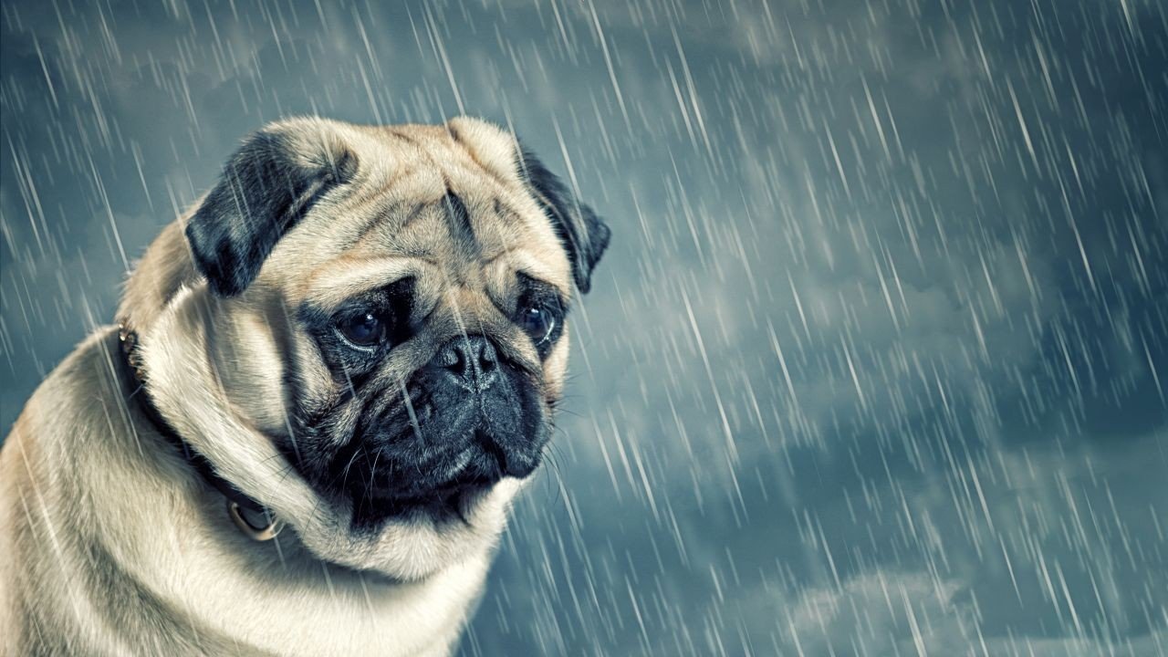 sale! Photo Digital Product Image Sad Pug Sad dog Wallpaper Artwork